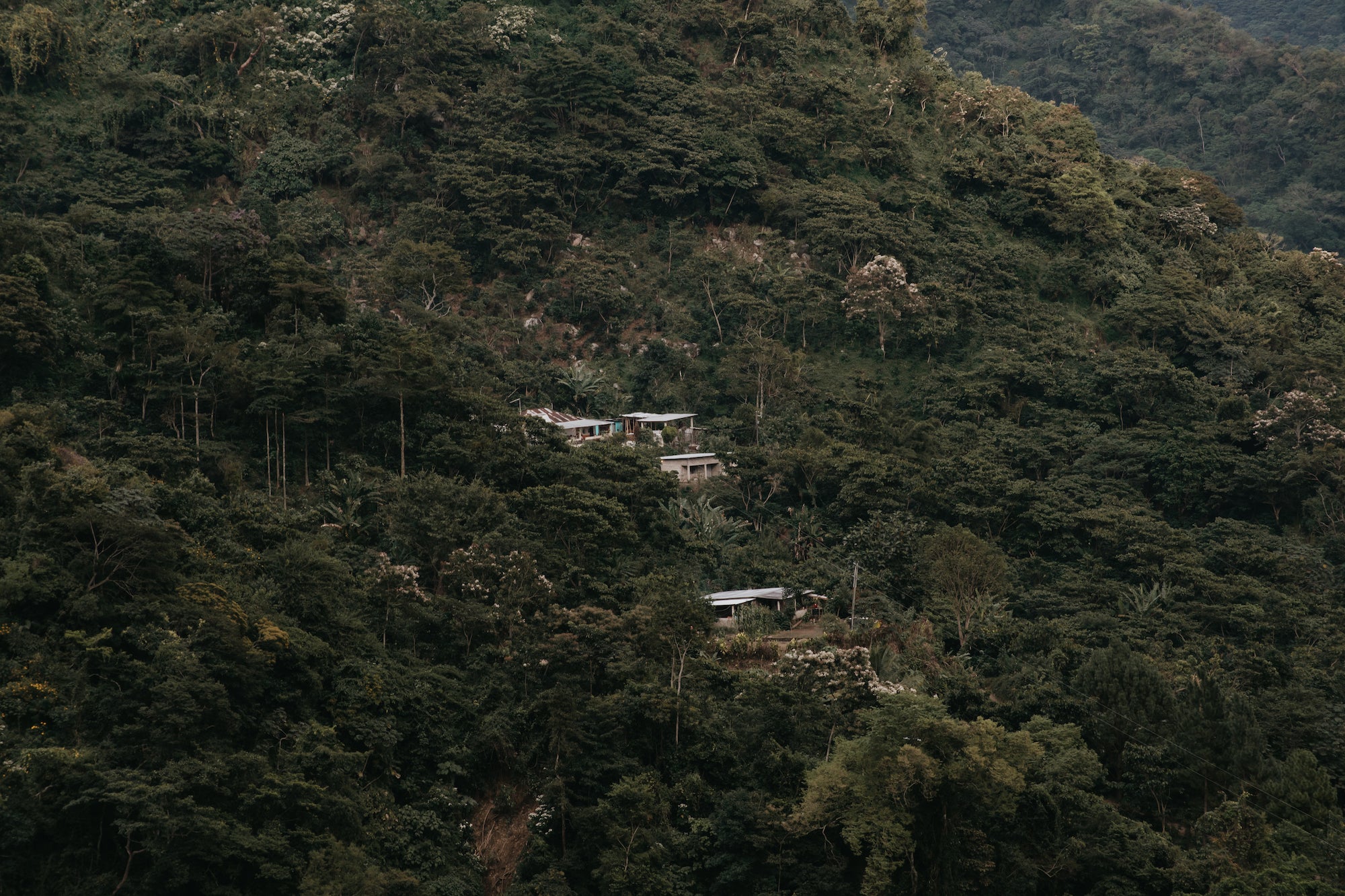 Origins of Organic Coffee Cooperatives in Chiapas